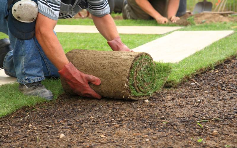 Choosing the right turf on the Gold Coast means considering climate, soil type, and lawn use.