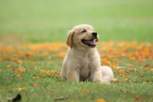 Dog Breeders