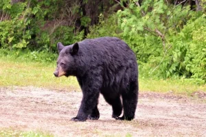 Black Bear Weigh